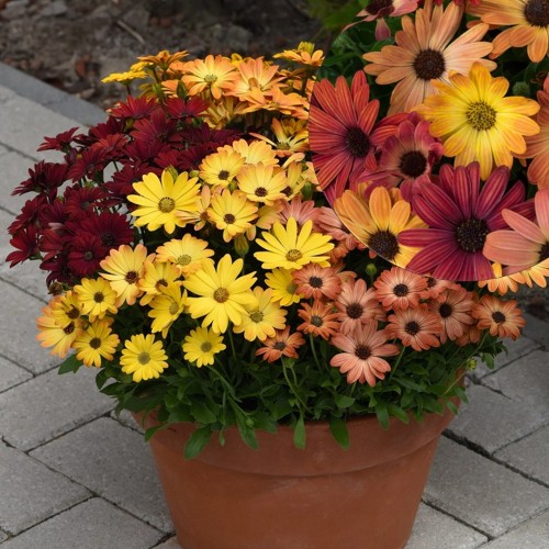Osteospermum ecklonis 'Akila Sunset Shades' - Eckloni kuldkakar 'Akila Sunset Shades' P9/0,55L